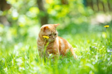 Komik kırmızı kedi yavrusu güneşli bir yaz gününde yeşil çimlerde oturur.