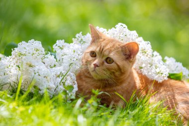 Beyaz leylak çiçekleriyle çimenlerde dinlenen sevimli kızıl kedi.