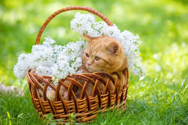 Sevimli kızıl kedi yeşil çimlerde beyaz leylak çiçekleriyle bir sepette oturur.