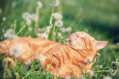 Şirin kızıl kedi yavrusu karahindiba bahçesinde yatıyor.