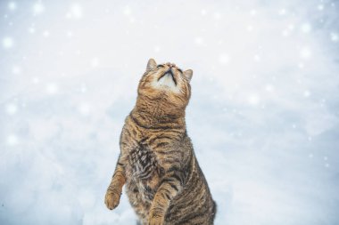 Karlı bir kış caddesinde bir kedi arka ayakları üzerinde duruyor. Komik kedi karla oynuyor.