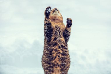 Karlı bir kış caddesinde bir kedi arka ayakları üzerinde duruyor. Komik kedi karla oynuyor.