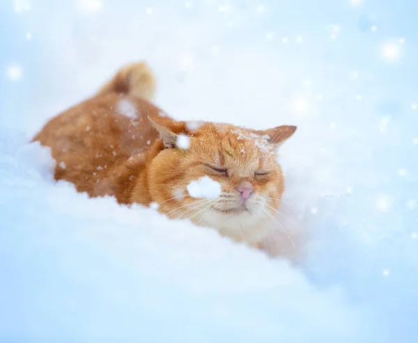Ginger Cat Cuela Nieve Profunda Con Nevadas Invierno — Foto de Stock