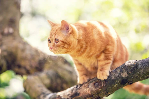 Cute Ginger Kitten Sitting Tree Summer Garden — ストック写真