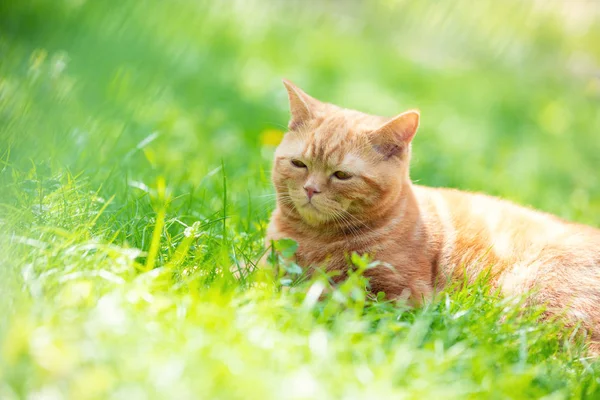 夏天阳光明媚的一天 一只有趣的红猫坐在绿色的草坪上 — 图库照片