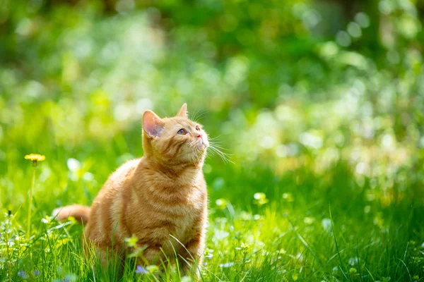 Vtipné Červené Kotě Sedí Zeleném Trávníku Letní Slunečný Den — Stock fotografie