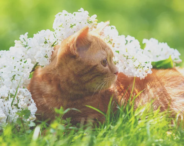 可爱的生姜猫在草地上悠闲自在 开着白丁香花 — 图库照片