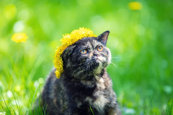 Beautiful Little Tortoiseshell Kitten Crowned Wreath Dandelion Flowers Sitting Grass — Stock Photo, Image