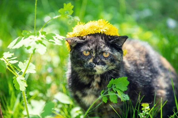 Krásné Malé Želvovinové Koťátko Korunované Věnečkem Pampeliškových Květin Sedících Trávě — Stock fotografie