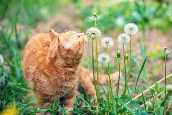 可爱的生姜猫咪在蒲公英草坪上散步 — 图库照片