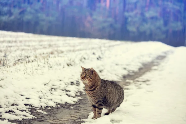 Carino Tabby Gatto Passeggiate Campo Innevato Inverno — Foto Stock