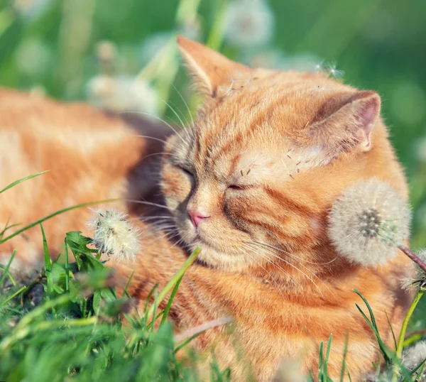 Cute Ginger Kitten Lies Lawn Dandelion — Stock Photo, Image