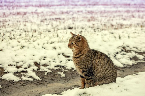 Cute Tabby Cat Sits Snowy Field Winter — Stock Photo, Image