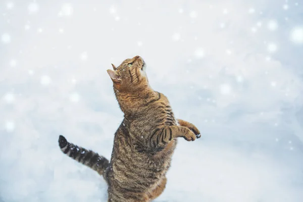 Cat Stands Its Hind Legs Snowy Winter Street Funny Cat — Stock Photo, Image