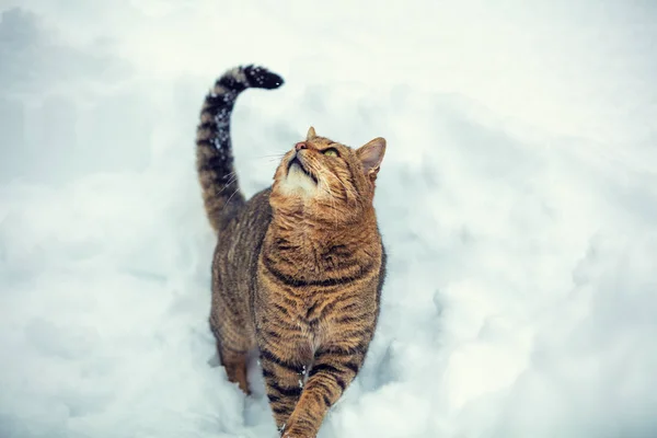 Gato Rayado Camina Sobre Nieve Invierno Nevado — Foto de Stock