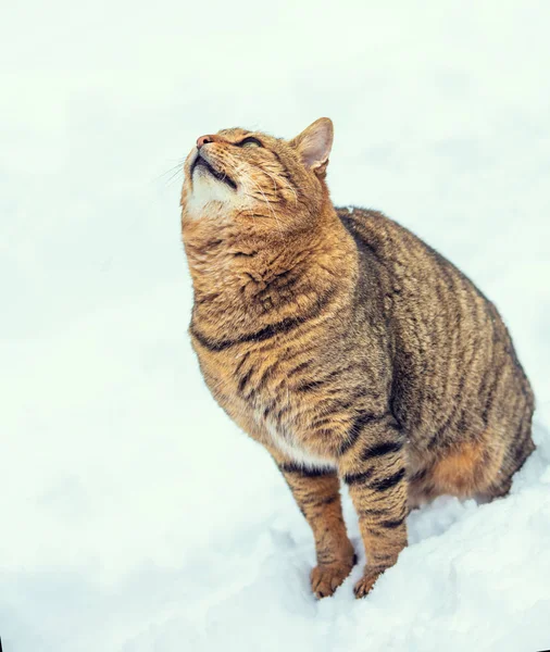 Die Gestreifte Katze Sitzt Verschneiten Winter Auf Dem Schnee — Stockfoto