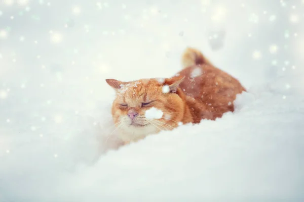 Рыжая Кошка Пробирается Глубокий Снег Снегопадом Зимой — стоковое фото