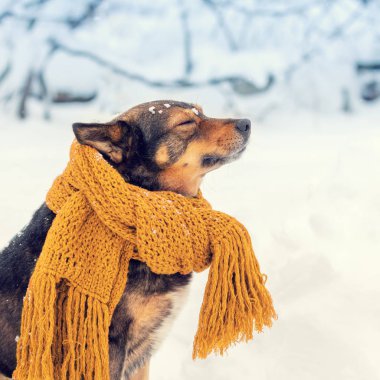 Boynuna örülmüş bir eşarpla ormanda kar fırtınasında yürüyen bir köpeğin portresi.