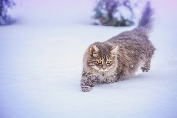 Kat Wandelen Buiten Diepe Sneeuw Winter — Stockfoto