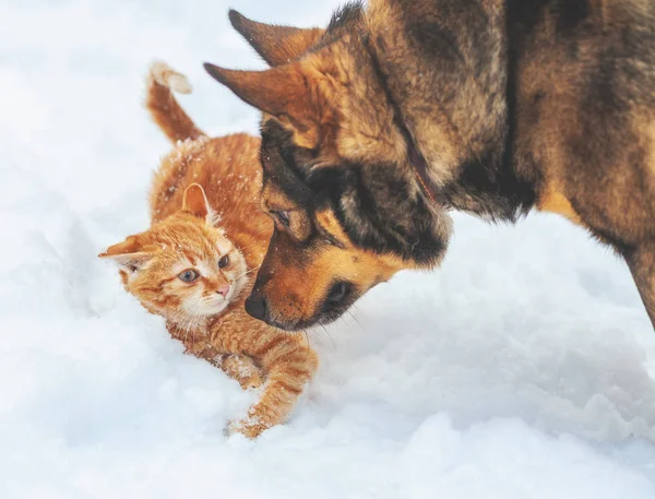 Red kitten and big dog playing together in the snow in winter. The dog sniffs the kitten