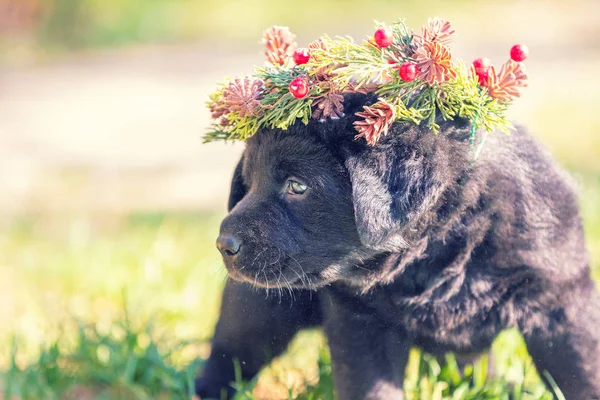 Little Black Labrador Puppy Wearing Christmas Wreath — ストック写真