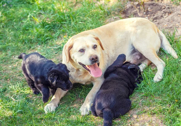 Cão Mãe Labrador Amarelo Com Dois Filhotes Pretos Grama Jardim — Fotografia de Stock