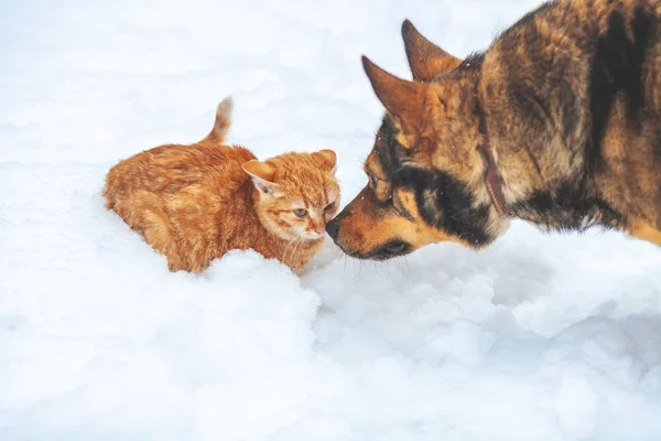Röd Kattunge Och Stor Hund Leker Tillsammans Snön Vintern Hunden — Stockfoto