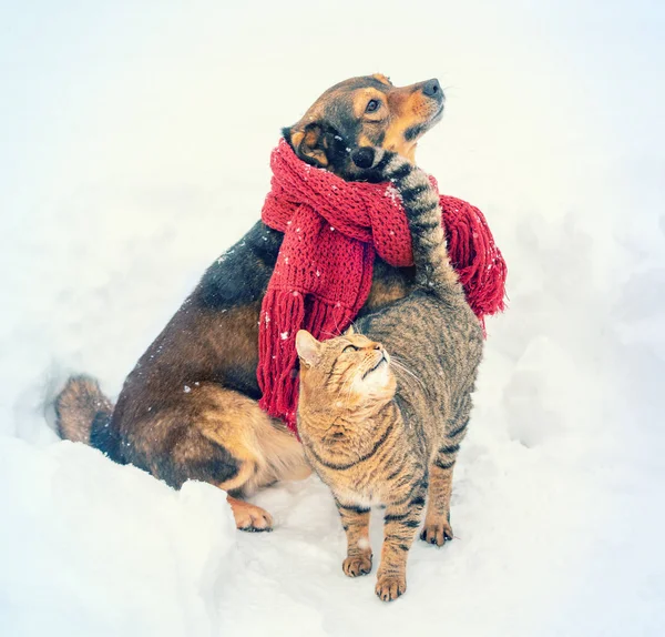 猫和狗是最好的朋友 在一个大雪的冬天 一只猫和一只狗在户外散步 狗戴着温暖的围巾 猫爱抚狗 — 图库照片