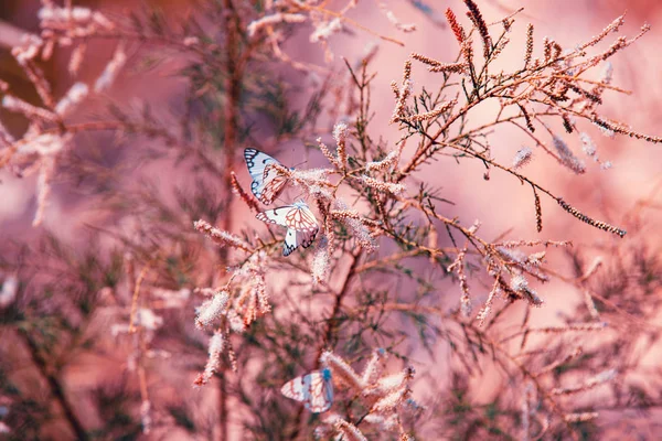 Sommer Abstrakte Natur Hintergrund Zweige Mit Schmetterlingen — Stockfoto
