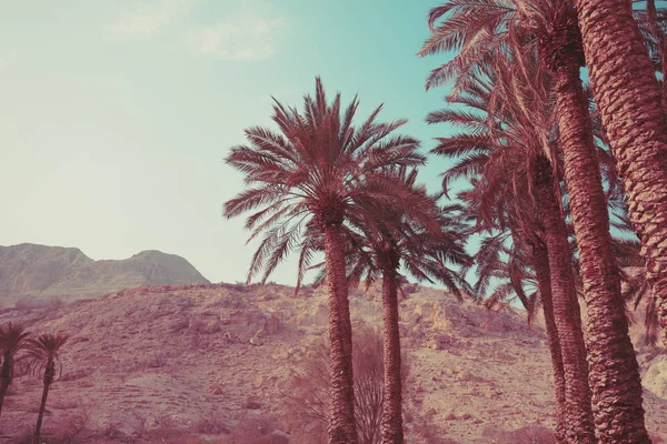 Palm trees against mountains. Tropic evening landscape