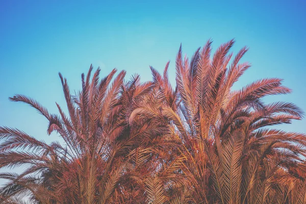 Des Palmiers Contre Ciel Bleu Nature Tropicale Fond — Photo