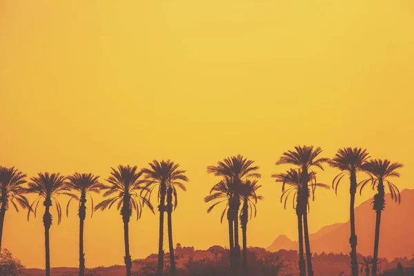 A row of tropical palm trees against the mountains at the golden sky. Silhouette of tall palm trees in the evening. Tropical evening landscape. Beautiful tropical nature