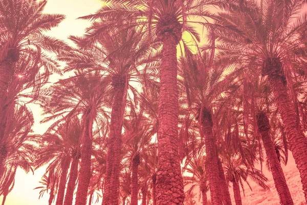 Des Palmiers Contre Ciel Coucher Soleil Nature Tropicale Fond — Photo
