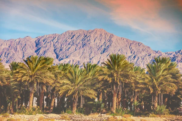 Date Palm Plantation Background Mountains Road Dead Sea Eilat Beautiful — Stock Photo, Image