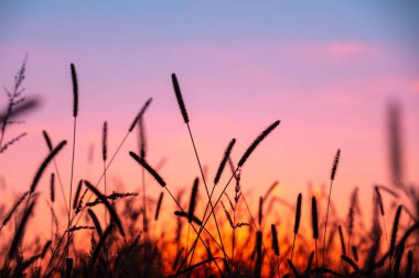 Sahada gün batımı. Huzur kırsal alan. Sonbaharda gün batımına karşı vahşi çimenler