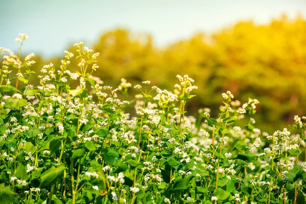 Kırsal Alan Yazın Çiçek Açan Karabuğday Tarlaları Doğa Arkaplanı — Stok fotoğraf