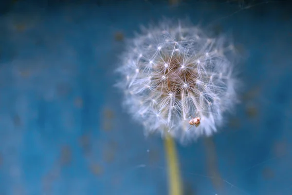 Одуванчики Семенами Голубом Фоне Природа — стоковое фото