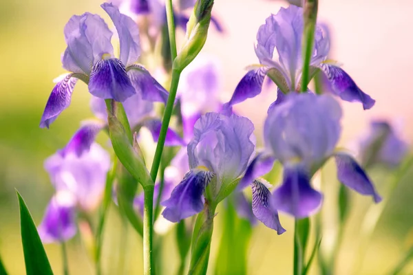 Flores Iris Flor Jardín Luz Del Atardecer Fondo Naturaleza —  Fotos de Stock