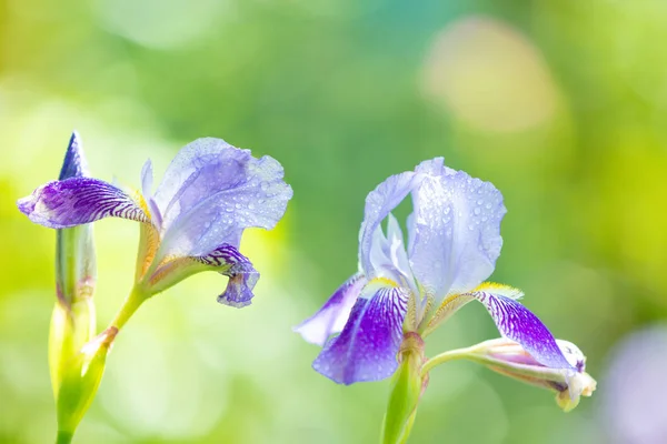 Flores Iris Florecientes Jardín —  Fotos de Stock