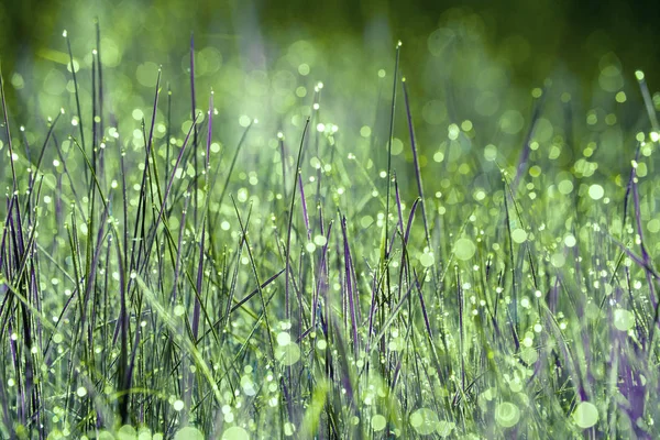 Morning Dew Grass Nature Background Grass Texture Spring Summer Concept — Stock Photo, Image
