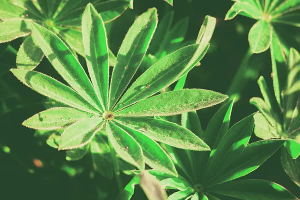 Blätter Von Lupinus Nach Dem Regen Hintergrund Natur — Stockfoto