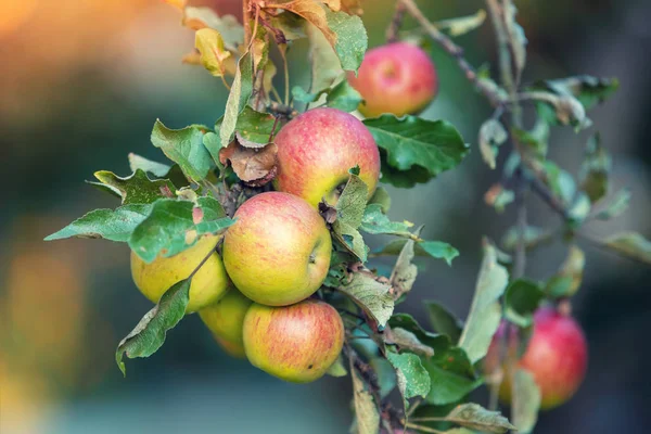 Red Ripe Apples Branch Orchard Autumn Nature Background — Stock Photo, Image
