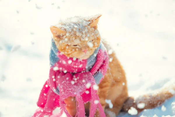 Рыжая Кошка Одетая Вязаный Шарф Зимой Зимой Сидит Улице Снегу — стоковое фото