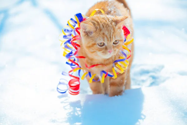 Little red kitten entangled in a colorful streamer. Cat walking in the snow outdoors in the wintertime. Christmas and New year concept