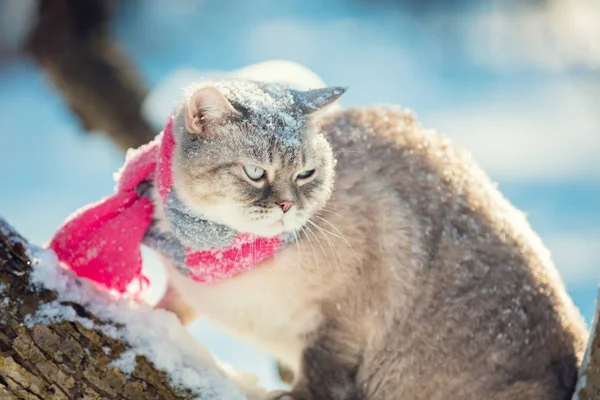 스카프를 고양이 사진이야 고양이는 겨울에 나무에 — 스톡 사진