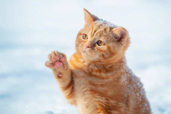 Kedi Karla Oynuyor Havada Pençesi Olan Küçük Kızıl Kedi Yavrusu — Stok fotoğraf