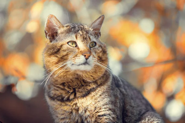 Ritratto Gatto All Aperto Gatto Seduto Nel Giardino Autunnale Sullo — Foto Stock