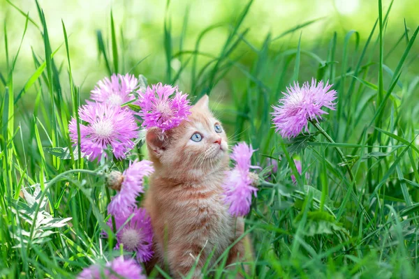 Niedliche Kleine Rote Kätzchen Sitzen Blumen Auf Dem Gras — Stockfoto