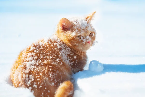 冬の雪の中 赤い猫が深い雪の中を歩く — ストック写真