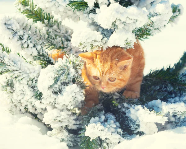 Malé Červené Kotě Oblečené Sedí Jedli Venku Zimě — Stock fotografie
